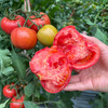 泾阳普罗旺斯番茄 净重4.5斤 商品缩略图1