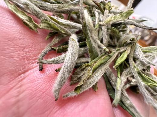 2025春 梨园·荒牡针 白牡丹全是针 磻溪梨园  500克起 商品图2