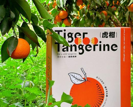 【云南高原虎柑】野得生猛·甜得纯粹‼  一口爆汁，而且纯甜，太好吃啦，一口吃尽柑、桔绝妙口感的神仙水果~ 商品图6