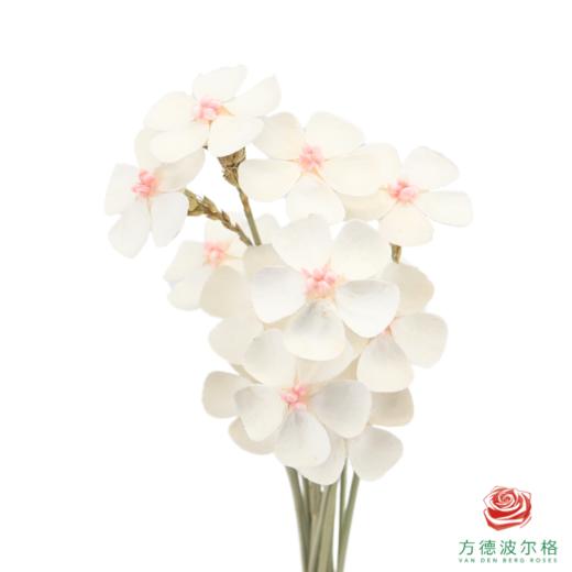 永生紫罗兰-粉芯 10支/扎 商品图0