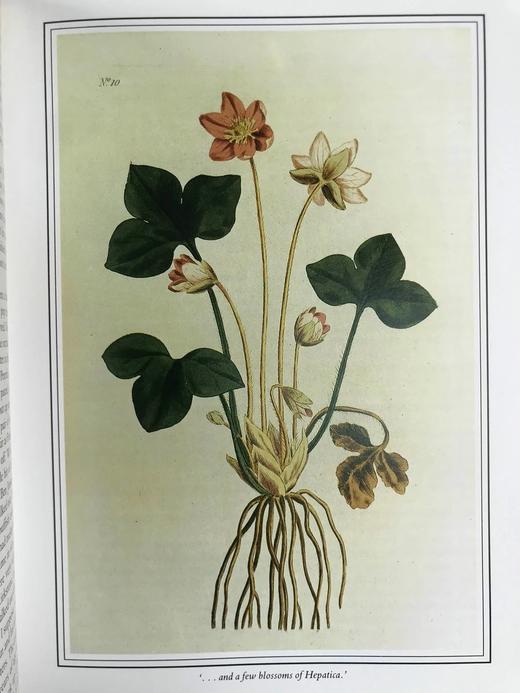 华兹华斯的湖畔日记 约百幅插图 精装16开 商品图8