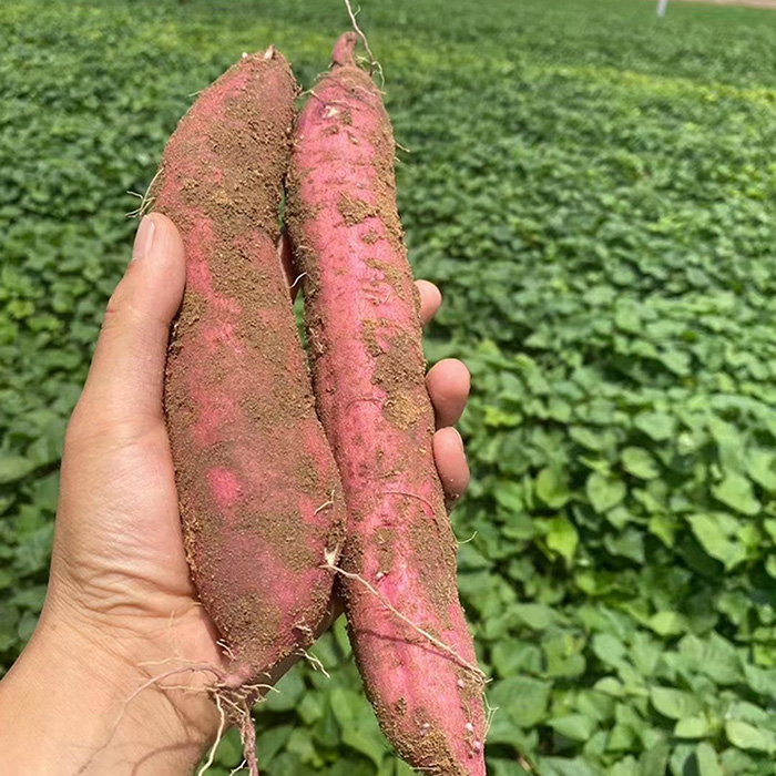 陕西板栗红薯 农家现挖红薯 细腻少筋 软糯香甜