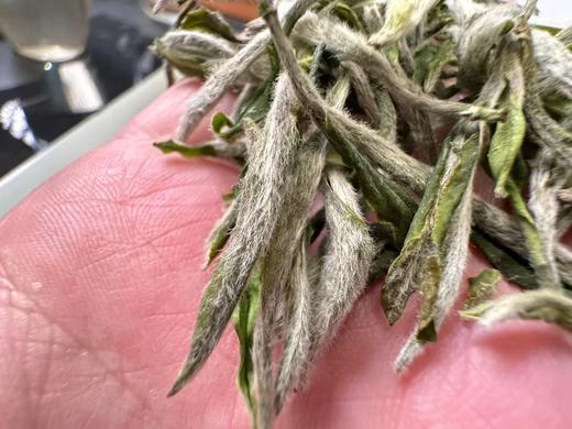 2025春 梨园·荒牡针 白牡丹全是针 磻溪梨园  500克起 商品图1