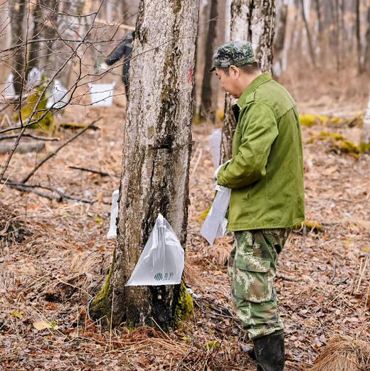 嘉桦纯白桦树汁水饮料有机森林桦树原液植物饮品2.5L盒装(非浓缩)【顺丰发出退货需支付实际拦截费用】 商品图1