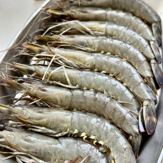 马达加斯加海虎虾顺丰快递运费到付 商品图3