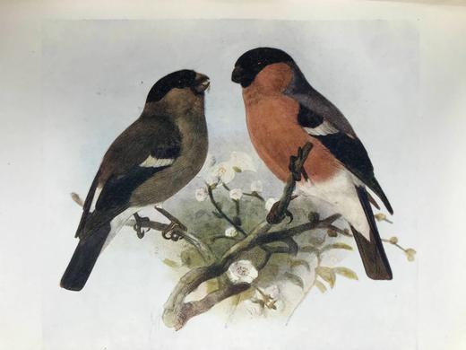 含藏书票！1914年 乡村的一年四季 12幅彩色20幅黑白插图 漆布精装大32开 商品图12