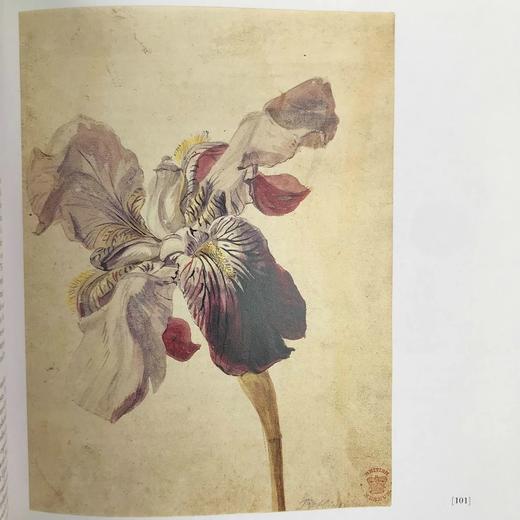 大英博物馆花卉之书 100幅彩色50幅黑白插图 精装16开 商品图12