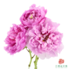 牡丹-玫红向阳  5枝/扎 商品缩略图1