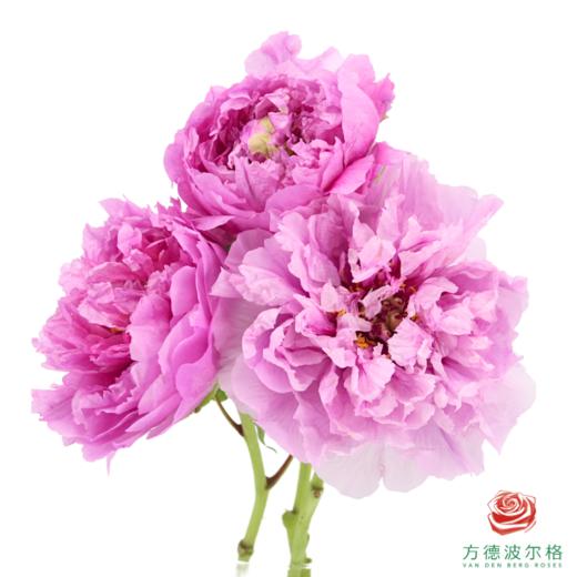 牡丹-玫红向阳  5枝/扎 商品图1