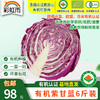 包邮【基地直发】有机蔬菜紫甘蓝4斤/6斤/10斤欧盟认证现摘新鲜 商品缩略图5