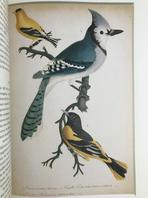 鸟类插画艺术图集 百余幅彩色插图 精装大16开 商品图14