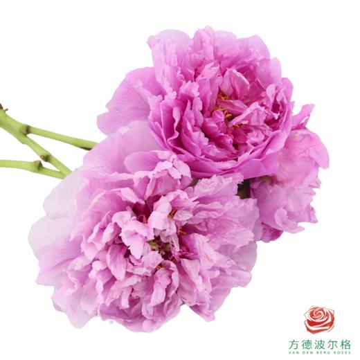 牡丹-玫红向阳  5枝/扎 商品图2