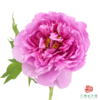 牡丹-玫红向阳  5枝/扎 商品缩略图0
