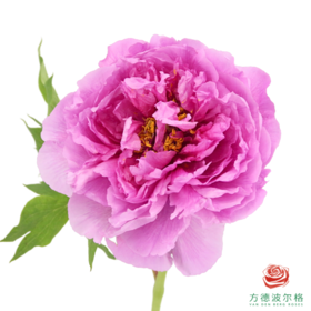 牡丹-玫红向阳  5枝/扎