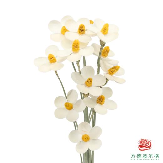 永生紫罗兰-黄芯 10支/扎 商品图0