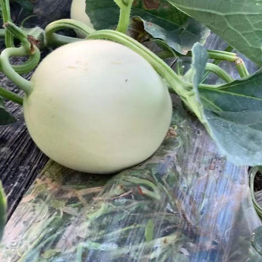 陕西阎良小籽甜瓜汁多瓤沙、脆甜爽口新鲜水果当季小香瓜 商品图10