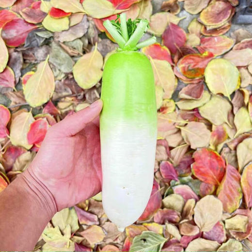 【乡村振兴】农家青头白萝卜 香辣爽口 露头青萝卜 商品图2