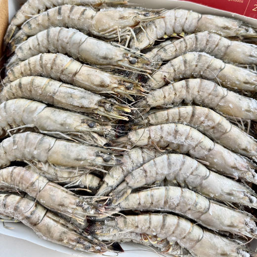 马达加斯加海虎虾顺丰快递运费到付 商品图1