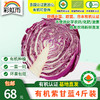 包邮【基地直发】有机蔬菜紫甘蓝4斤/6斤/10斤欧盟认证现摘新鲜 商品缩略图0