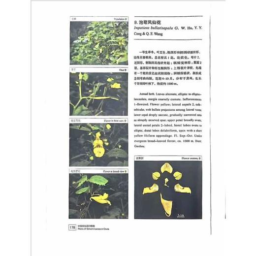 中国凤仙花科植物 商品图1