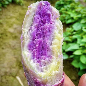 【冰淇淋蜜薯】农家现挖番薯 粉糯香甜 营养丰富