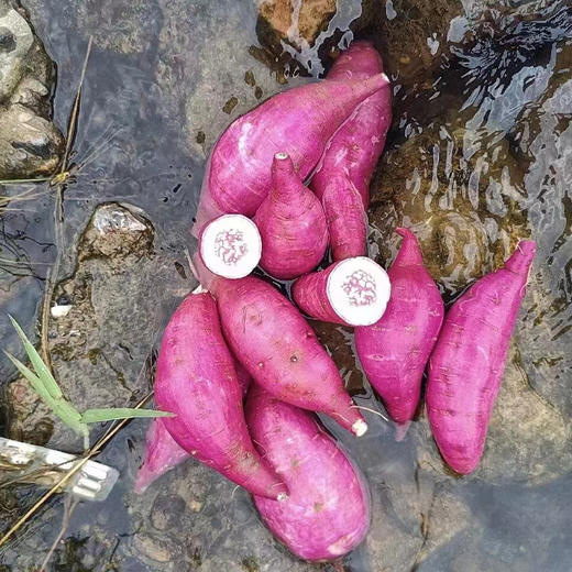 【冰淇淋蜜薯】农家现挖番薯 粉糯香甜 营养丰富 商品图1