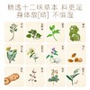 “非遗第53号秘方广州老字号”清心堂 百湿离草本饮 20ml*10支/盒 商品缩略图2