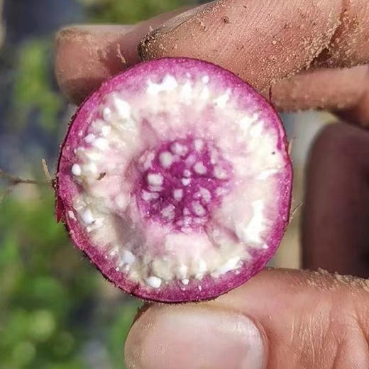 【冰淇淋蜜薯】农家现挖番薯 粉糯香甜 营养丰富 商品图4