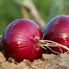新鲜红皮水果洋葱 新鲜圆葱头 个大饱满 香味浓郁 商品缩略图6