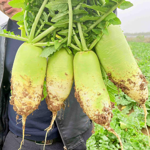 【乡村振兴】农家青头白萝卜 香辣爽口 露头青萝卜 商品图1