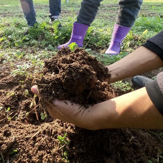 石磨 面粉（小麦粉、全麦粉） 商品图12