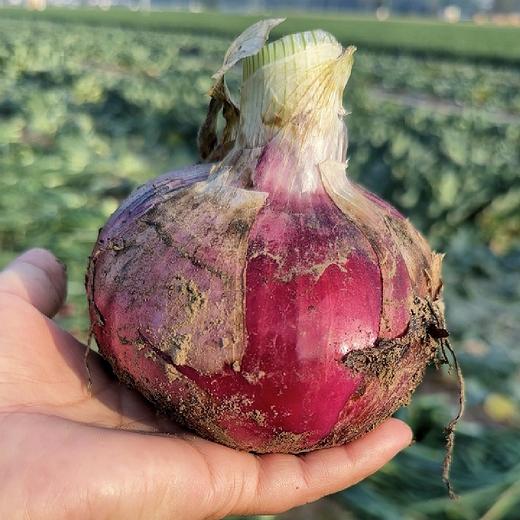 新鲜红皮水果洋葱 新鲜圆葱头 个大饱满 香味浓郁 商品图1