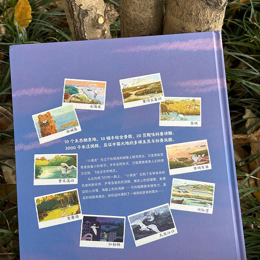 飞吧，小黑皮：中国候鸟的迁徙之路 商品图5