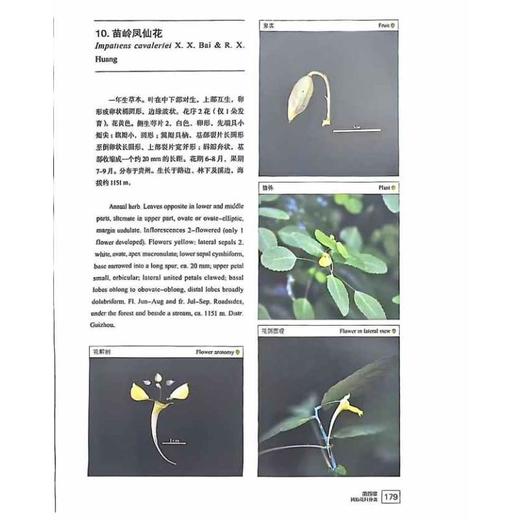 中国凤仙花科植物 商品图2