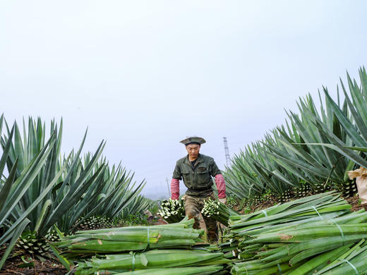 5月25日确定出发雷州半岛5天摄影之旅-追峰虎鸟、盐田光影、剑麻、菠萝的海、南极村 商品图6