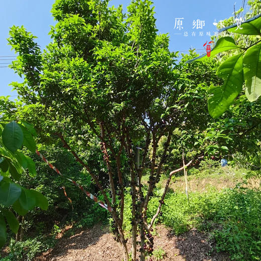 生态嘉宝果【基地直发-京东特快包邮】 | 2斤装，来自广东从化，生产者：汪珍【合作生产，公平贸易】 商品图5