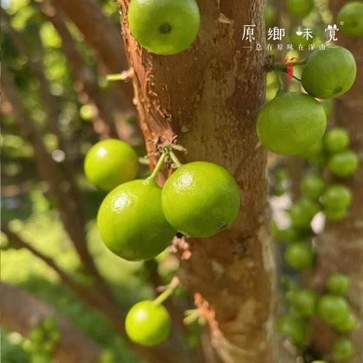 生态嘉宝果【基地直发-京东特快包邮】 | 2斤装，来自广东从化，生产者：汪珍【合作生产，公平贸易】 商品图7