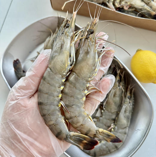 马达加斯加海虎虾顺丰快递运费到付 商品图4