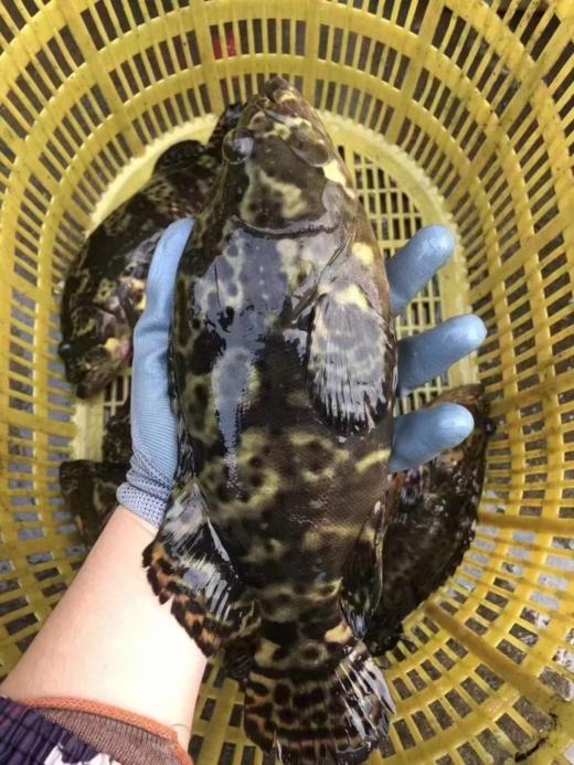 & 【龙胆石斑鱼】🐟肉质非常鲜嫩好吃👍💫 性价比最高的石斑鱼类，实惠又好吃活冻 商品图1