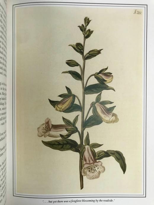 华兹华斯的湖畔日记 约百幅插图 精装16开 商品图11