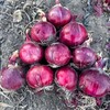 新鲜红皮水果洋葱 新鲜圆葱头 个大饱满 香味浓郁 商品缩略图9