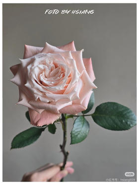 国产玫瑰-【杏仁奶糖】