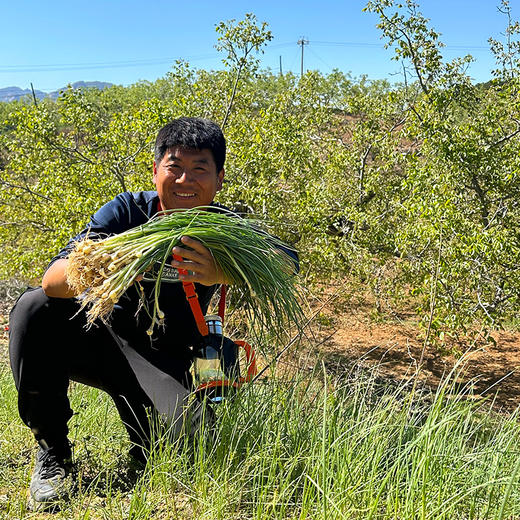 【密云】野蒜包邮装 春日限定 味浓鲜嫩包饺子做馅野葱小根蒜独野小蒜山蒜 商品图1