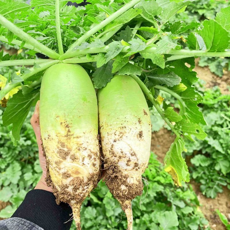 【乡村振兴】农家青头白萝卜 香辣爽口 露头青萝卜