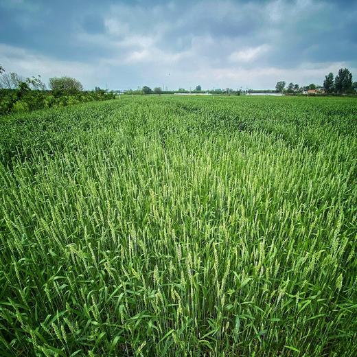 石磨 面粉（小麦粉、全麦粉） 商品图10