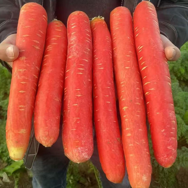 陕西沙地红萝卜新鲜现挖 亦果亦蔬 脆嫩爽口