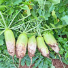 【乡村振兴】农家青头白萝卜 香辣爽口 露头青萝卜 商品缩略图3