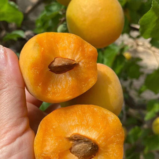【2026】陕西大黄杏新鲜杏子水果酸甜 商品图6