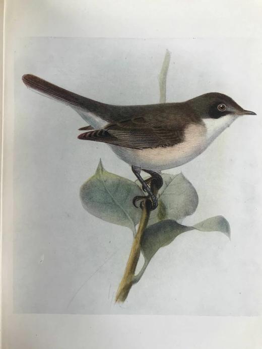 含藏书票！1914年 乡村的一年四季 12幅彩色20幅黑白插图 漆布精装大32开 商品图11