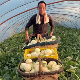 陕西阎良小籽甜瓜汁多瓤沙、脆甜爽口新鲜水果当季小香瓜